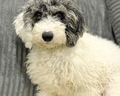 Carmen s life began in a puppy mill, but she s quickly learning what love and comfort truly mean. In just a few short days in her foster home, this gentle girl has started to blossom into the happy, affectionate puppy she was always meant to be. Carmen is shy at first, but once she feels safe, her heart opens right up. She loves to cuddle with her foster family s children and dogs her favorite ...