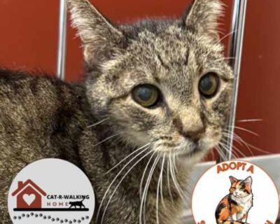 Ed - Domestic Shorthair Male Cat for Adoption