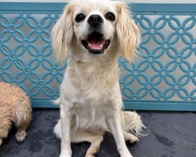 Chanel - Cocker Spaniel Female Dog for Adoption
