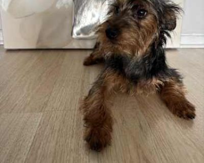 Leo - Terrier (Unknown Type, Small)/Yorkie, Yorkshire Terrier Mix Male Puppy for Adoption