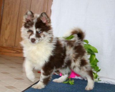 Here is a smart and expressive Pomsky puppy who is socialized and ready to meet you! Jodi comes home with a 30 day health guarantee and an extended genetic health guarantee, both provided by the breeders. This sweetie has also been seen by a vet and is up to date on shots and de-wormer. Jodi could be the best addition to your world!. Gender: Female Sire: Travis (Pomsky) Dam: Cindy (Pomsky) DOB:...