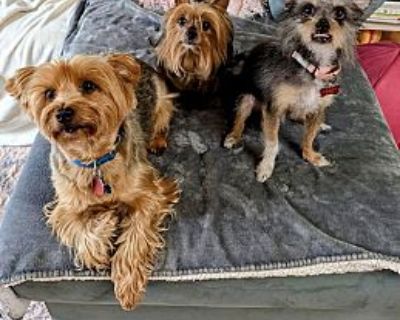 Joaquin - Yorkie, Yorkshire Terrier Male Dog for Adoption