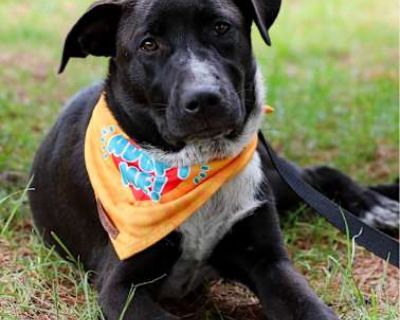 Janet - Labrador Retriever/Great Pyrenees Mix Female Puppy for Adoption