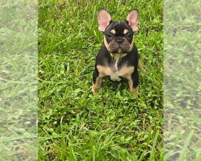 Moana - French Bulldog Female Puppy for Sale