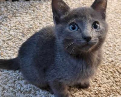 Introducing Hawk! Hawk loves to play hard and explore his environment. He is a gorgeous boy who can be found sleeping in odd places that only a kitten can get to. Hawk is in a foster home with his 4 siblings and loves to play and snuggle with them. He would love to be adopted with one of his siblings!. Good with kids Good with dogs Good with cats Spayed / Neutered. Breed Domestic Shorthair/Russ...