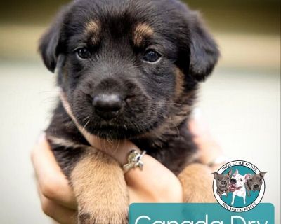 This cutie is Canada Dry Soda. He is currently 1 1/2 months old and weighs approximately 2 pounds. We think they may be a Chihuahua / Labrador Retriever mix*, but with rescue its a guess! What matters most is that they are adorable and are one the MOST desperate in the entire US based on statistics for where this puppy is from. Shelters in this area are having to euthanize puppies. So, this pup...