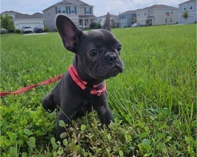 Lasy - French Bulldog Female Puppy for Sale