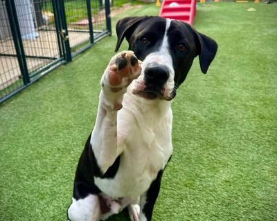 Angus - English Pointer & Pit Bull Terrier Mix Male Dog for Adoption