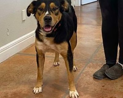 Bruno - Australian Shepherd Male Dog for Adoption