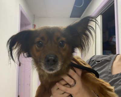 TJ - Dachshund Male Puppy for Adoption