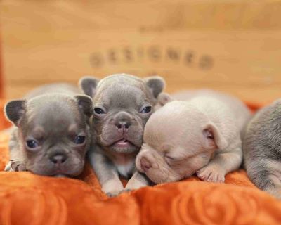 2 Male and 5 Female French Bulldog Puppies for Sale