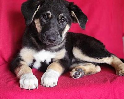 Sterling - German Shepherd Dog/Australian Cattle Dog Mix Female Puppy for Adoption