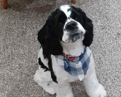 Bandit - Cocker Spaniel Male Dog for Adoption