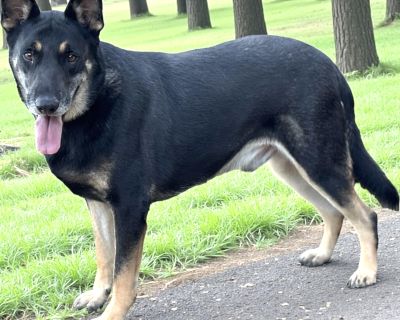 Oso - German Shepherd Dog Male Dog for Adoption