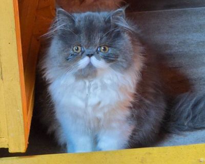 We have one purebred persian kitten from this last litter, she
is gray and white , she is  playful , loving and has orange
yellow eyes , she is very intelligent and loves to purr ,
lap calm and sometimes playfull cat . she has a persian beautiful at flat face . parents are both purebred persians , 

she is 18 weeks old , litter trained and eating wet and dry food .

new owner is responsible for...