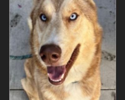 KINRO is scheduled to be killed on 11/6 because he is so stressed out in the shelter environment & is declining rapidly!!! He needs saved by 11/5!!! Please help him!!! Video: https://fb.watch/D3Wk96_w3r/?mibextid=wwXIfr&fs=e KINRO, A2218559 - NEUTERED MALE, TAN SIBERIAN HUSKY Shelter: NORTH CENTRAL Age: 4 YEARS, 52.50 lbs. This animal has been at the shelter since 08/30/2025and on this list sin...