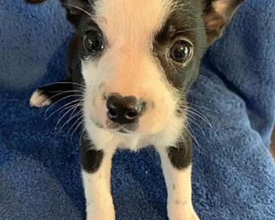 Schmidt - Boston Terrier/Blue Heeler Mix Male Puppy for Adoption