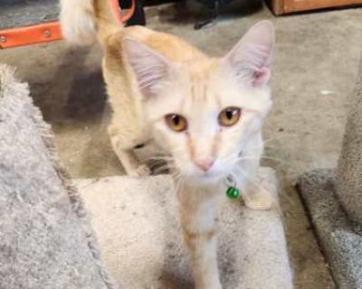 Jameson - Domestic Shorthair Male Cat for Adoption