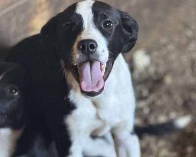 Health Vaccinations up to date, spayed / neutered.. Young Female Small Black