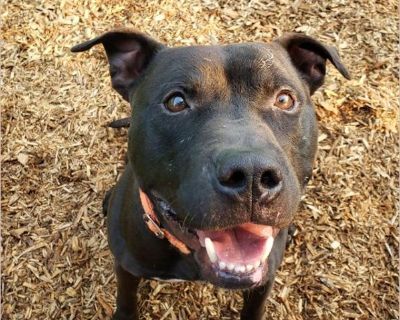 Fondue - Male Adult Pit Bull mix for Adoption