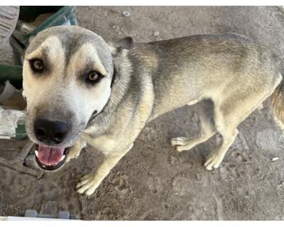 BASIL - German Shepherd Dog/Husky Mix Male Dog for Adoption