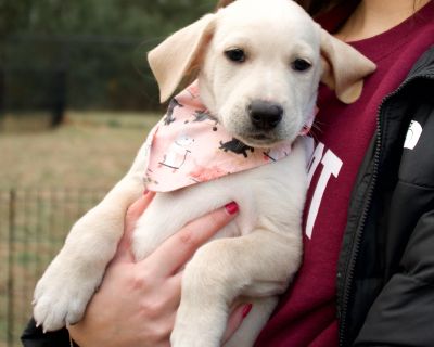 Introducing the Gilmore Girls Litter! These adorable mixed breed puppies were born on September 25, 2025 to their sweet Mama, Loralei. From day one, they ve been surrounded by love, care, and plenty of human interaction, making them social, confident, and ready to join a family. Their mom is a mid-sized sweetheart (about 40 pounds) who looks like a hound or feist mix. Dad is unknown, though a f...