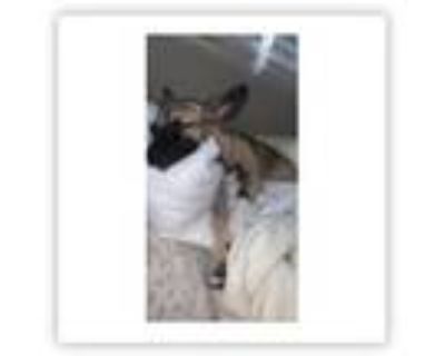 Adopt Capitan a Tricolor (Tan/Brown & Black & White) German Shepherd Dog / Mixed