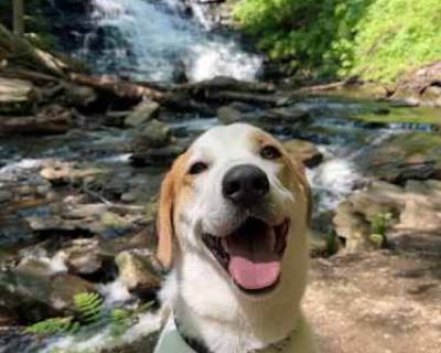 Tessa - Great Pyrenees/Hound (Unknown Type) Mix Female Dog for Adoption