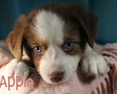 AKC Mini Aussie/American Shepherd Puppy