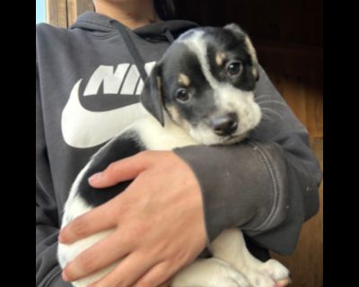 Alpine - Australian Shepherd & Jack Russell Terrier Mix Female Puppy for Adoption