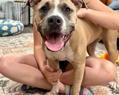 Lena Ark - American Bulldog & Pit Bull Terrier Mix Female Dog for Adoption