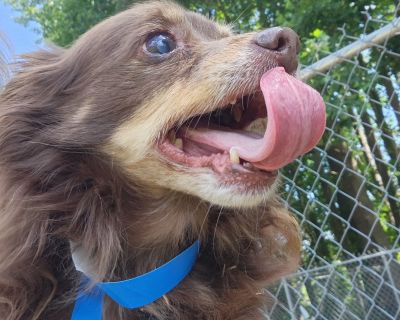 Loki - BONDED WITH BUTCH - FOSTER or ADOPTER NEEDED! - Chihuahua Male Dog for Adoption