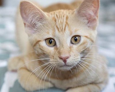 Sumo (& Milk!) - Domestic Shorthair Female Kitten for Adoption