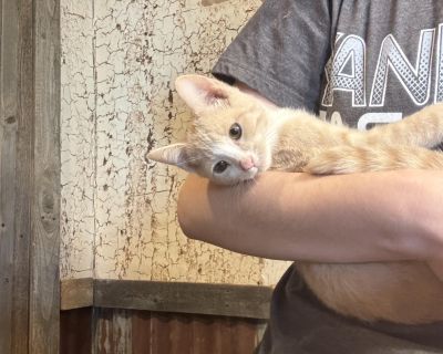 Alexander - Domestic Short Hair Mix Male Cat for Adoption