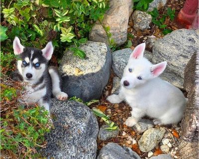 Kira & Mishka - Female Puppy Siberian Husky for Adoption