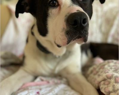 Dan - Male Puppy Boxer mix for Adoption