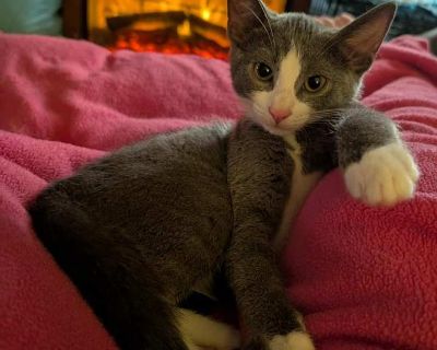 Koa - Domestic Shorthair Male Kitten for Adoption