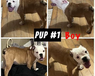 5 month old pups for adoption