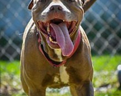 Shenron - American Pit Bull Terrier Male Dog for Adoption