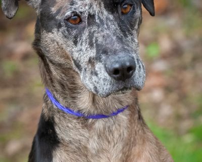 Jenna/Harlow/Marabeaux - Catahoula Leopard Dog Mix Female Dog for Adoption