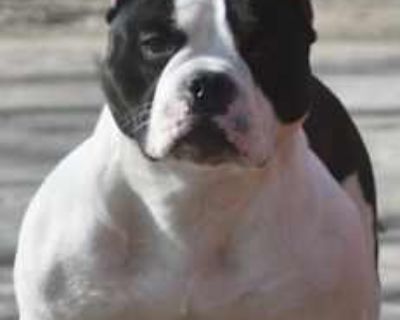 Rogue - American Bulldog Female Dog for Adoption