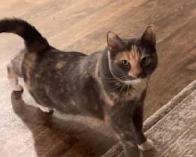 Penny - Calico Female Cat for Adoption