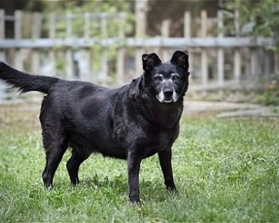 Stormy - Labrador Retriever/Shepherd (Unknown Type) Mix Female Dog for Adoption