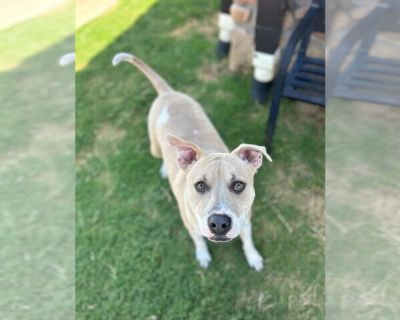 Winston - American Pit Bull Terrier-Labrador Retriever Mix Male Puppy for Adoption