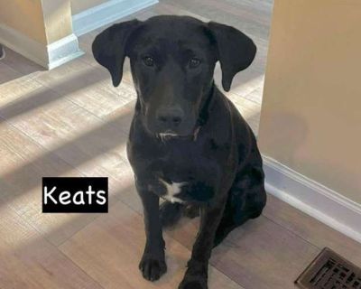 Young. Black. You can fill out an adoption application online on our official website. Meet Keaton (aka Keats)! This sweet boy s story broke our hearts he was found down south, sleeping on a jacket outside a Dollar General, just hoping for someone to notice him. Now safe in his foster home, Keaton has proven to be the perfect gentleman he s crate trained, potty trained, and has wonderful house ...