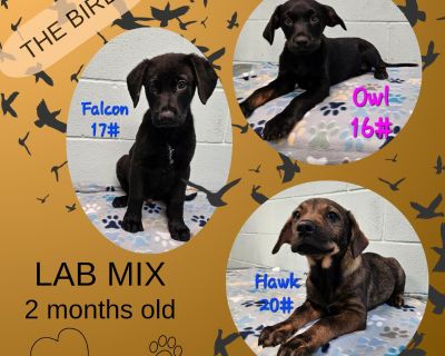 The Birds - Labrador Retriever Mix Male Puppy for Adoption