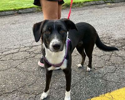 Rosie - Beagle/Labrador Retriever Mix Female Puppy for Adoption