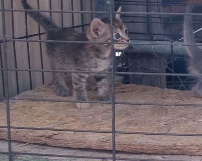 Half breed Siamese kittens for adoption!