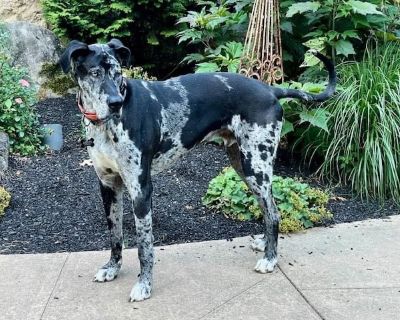 Ryker - Great Dane Male Dog for Adoption