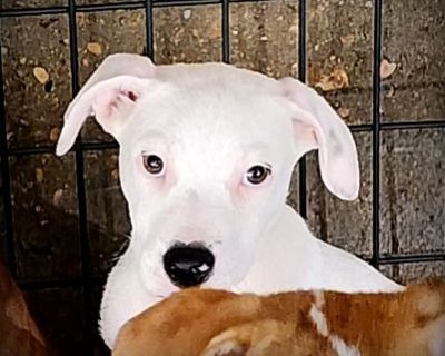 Hondoe - Pit Bull Terrier & American Bulldog Mix Male Dog for Adoption